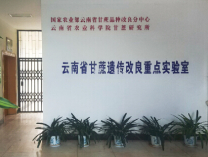 大飴芙古法紅糖  云南省甘蔗研究所定義行業(yè)新標(biāo)準(zhǔn)