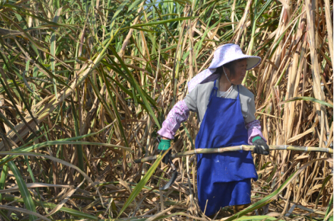 大飴芙古法紅糖  云南省甘蔗研究所定義行業(yè)新標(biāo)準(zhǔn)