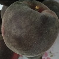 新品種桃苗_哪里有新品種桃苗優(yōu)良品種_山東黑桃樹苗