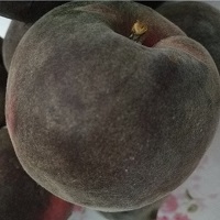 新品種桃苗_黑桃苗_黑桃樹苗價(jià)格