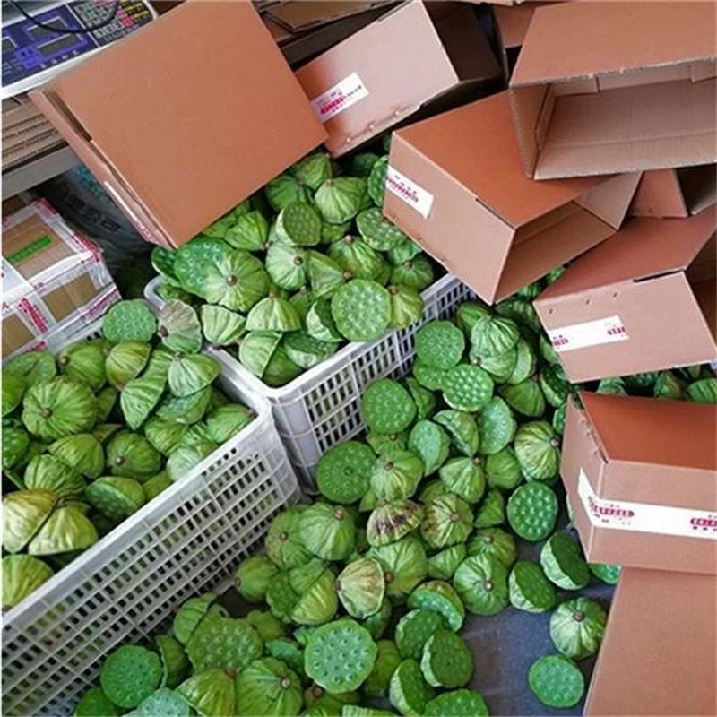 新鮮蓮蓬 嫩水果蓮子 草蓮子老蓮子 湘蓮寸三蓮 尚品蓮皇產(chǎn)地批發(fā)供應(yīng)