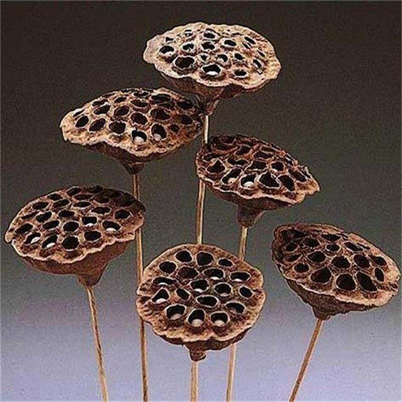 干蓮蓬殼,蓮子殼,藕實(shí)蓮房,水芝丹,尚品蓮皇,產(chǎn)地批發(fā)供應(yīng)