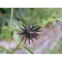 鬼針草提取物  三葉鬼針草提取物