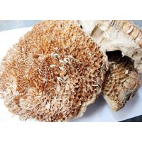 葵花盤提取物 向日葵盤粉