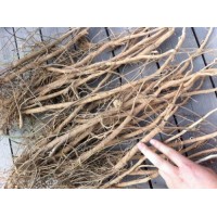 千斤拔提取物 一條根提取物