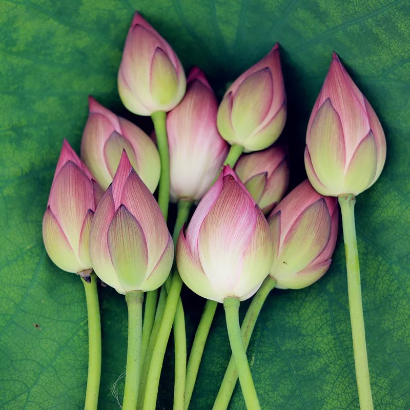 供應(yīng)鮮荷花蓮花束，尚品蓮皇16670790853
