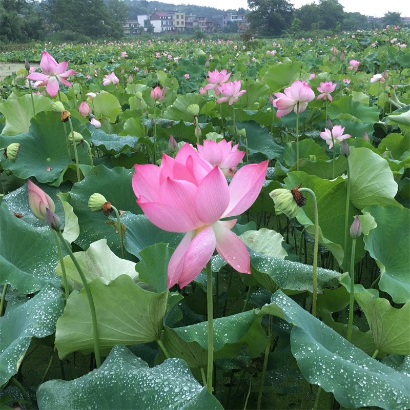 供應(yīng)鮮荷花蓮花束，尚品蓮皇16670790853