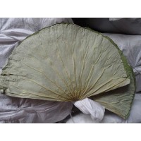 干荷葉 鮮荷葉 食品級(jí)及醫(yī)藥級(jí) 尚品蓮皇產(chǎn)地批發(fā)供應(yīng)