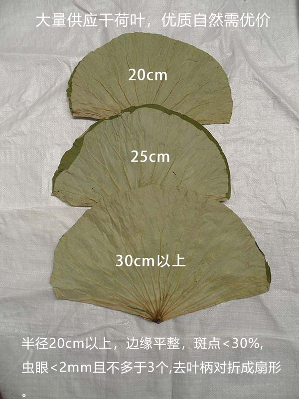 尚品蓮皇大量供應(yīng)優(yōu)質(zhì)干荷葉，鮮荷葉，食品包裝及中藥用途。聯(lián)系電話：16670790853