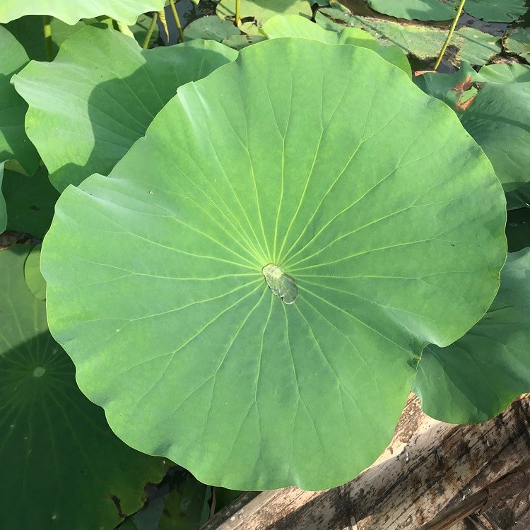 尚品蓮皇大量供應(yīng)優(yōu)質(zhì)干荷葉，鮮荷葉，食品包裝及中藥用途。聯(lián)系電話：16670790853
