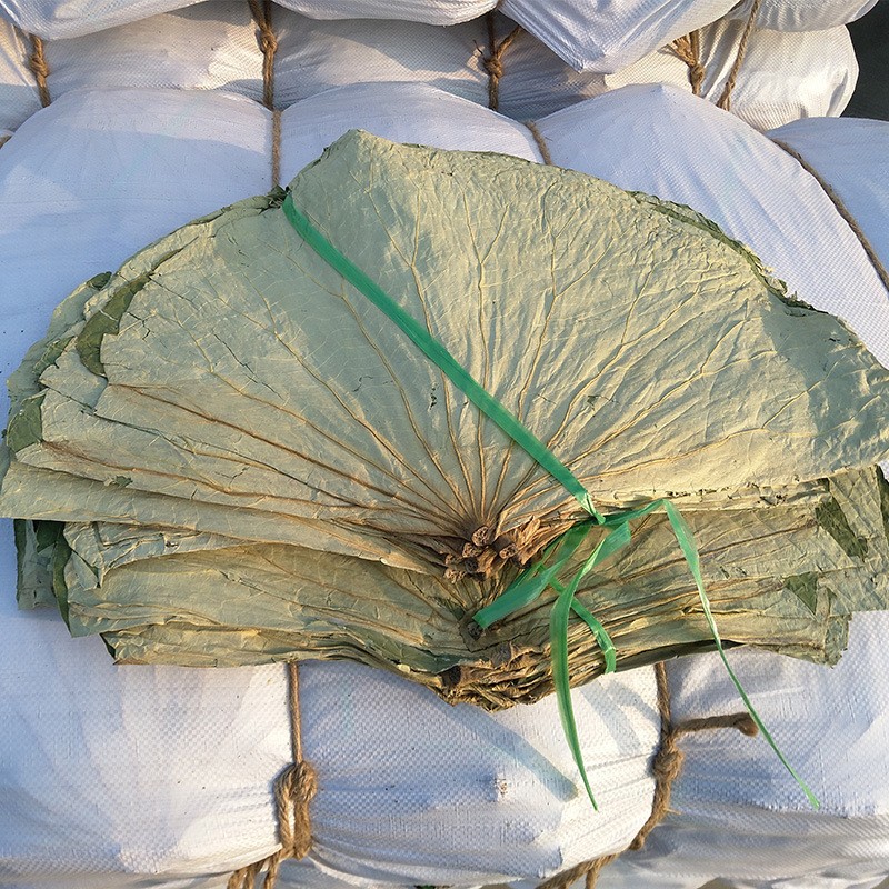 尚品蓮皇大量供應(yīng)優(yōu)質(zhì)干荷葉，鮮荷葉，食品包裝及中藥用途。聯(lián)系電話：16670790853