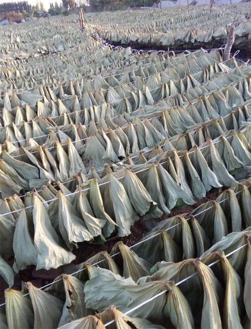 尚品蓮皇大量供應(yīng)優(yōu)質(zhì)干荷葉，鮮荷葉，食品包裝及中藥用途。聯(lián)系電話：16670790853
