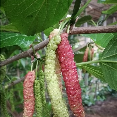 桑棗苗