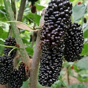 桑棗苗3