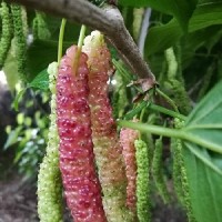 長(zhǎng)果桑苗 長(zhǎng)果桑葚苗批發(fā)