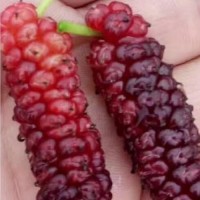 果桑苗新品種大型玫瑰果桑苗批發(fā)