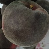 桃樹(shù)苗新品種黑桃樹(shù)苗批發(fā)