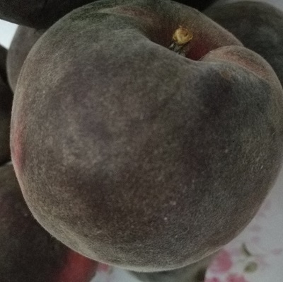 紫桃樹苗2