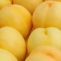 黃桃苗 黃桃苗品種 黃桃樹(shù)苗批發(fā)