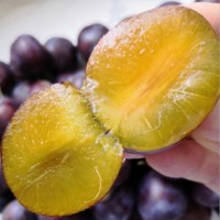 西梅苗品種卯爺西梅 金西梅樹(shù)苗批發(fā)