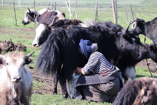“高原之寶”情系金銀潭共抗“疫”