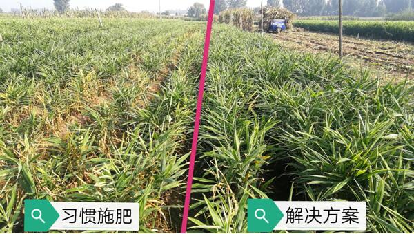 安丘大姜生態(tài)種植解決方案（標(biāo)準(zhǔn)）正式發(fā)布