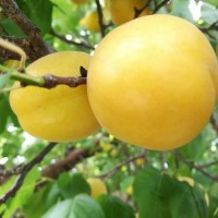 紅杏新品種香蜜杏樹苗批發(fā)