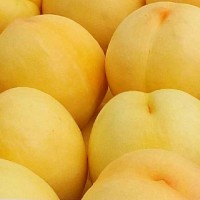 新品種桃樹苗大個(gè)脆甜黃桃