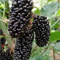 果桑苗品種大型玫瑰桑葚苗 黑珍珠桑果苗 桂花蜜果桑樹(shù)苗
