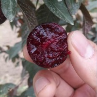 鈣果苗 鈣果樹(shù)苗 鈣果種苗批發(fā)