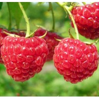 樹(shù)莓苗 樹(shù)莓種苗 紅樹(shù)莓苗批發(fā)