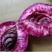 新品種桃樹(shù)苗紫桃樹(shù)苗