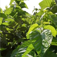 供應(yīng)菜桑苗