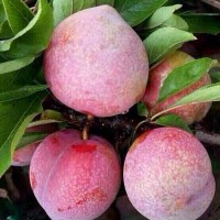 李子苗品種桃形李樹(shù)苗價(jià)格