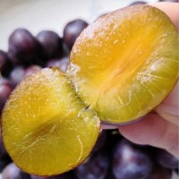 卯爺西梅苗價(jià)格