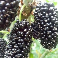 供應(yīng)大型玫瑰果桑苗批發(fā)