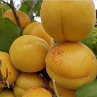 供應(yīng)新品種杏樹(shù)苗香杏苗木