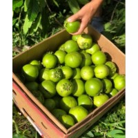 巧克力果 鮮果  水果供應(yīng)
