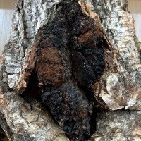 樺樹茸o(hù)em代加工 俄羅斯樺褐孔菌貼牌代工企業(yè)