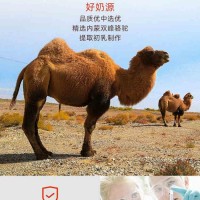 暢哺駝奶粉