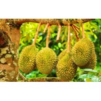 進口水果代理報關