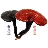 鄭州靈芝